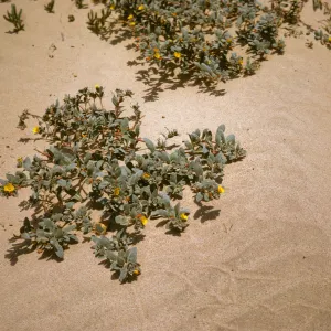 Oenothera, Oso Flaco