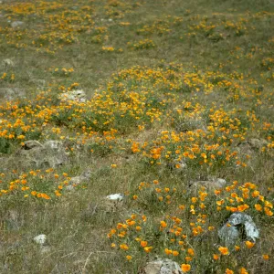 Eschscholzia californica