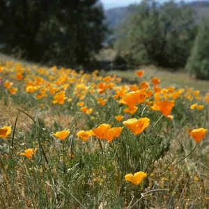 Poppies