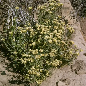 Gnaphalium, Sespe Gorge