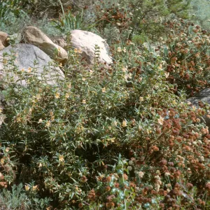 Eriogonum fasciculatum