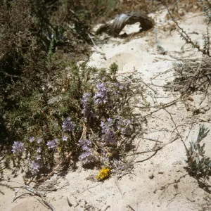 Eriastrum, Oso Flaco