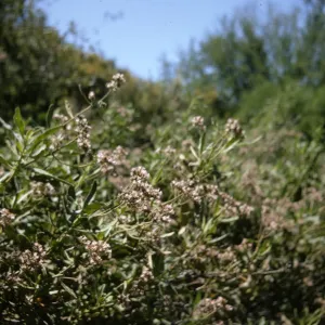 Eriodictyon (Yerba santa), Sespe