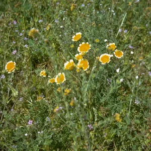 Layia platyglossa