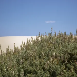 Lupinus albifrons, Oso Flaco