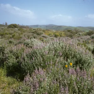 Lupinus albifrons, La Purisma