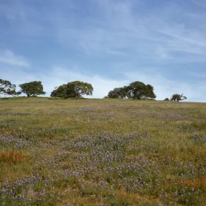 Lupine near Morro Bay