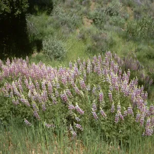 Bush Lupine, Figueroa