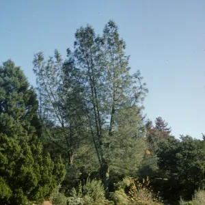 Pinus sabiniana