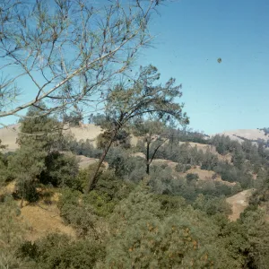 Pinus sabiniana, Figueroa