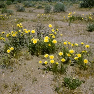 Malacothrix, Mojave