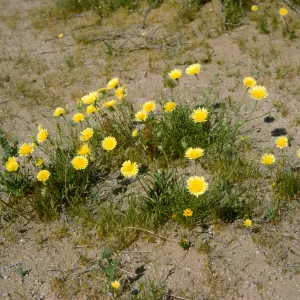 Malacothrix, Mojave