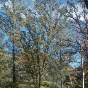 Quercus agrifolia (Coastal Live Oak), Figueroa