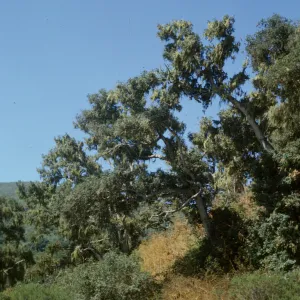 Quercus agrifolia (Coastal Live Oak), Santa Barbara County
