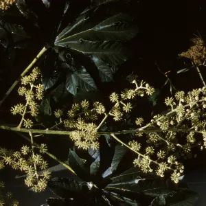 Ricinus communis (Castor bean)