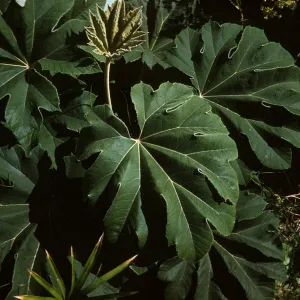 Ricinus communis