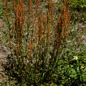 Rumex acetosella