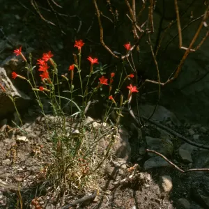Silene laciniata, Rattlesnake Canyon