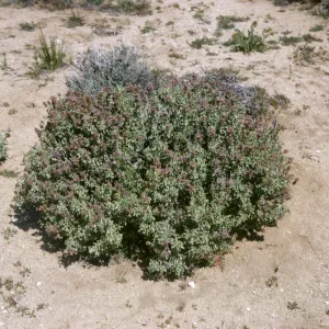 Salvia (sage), Mojave