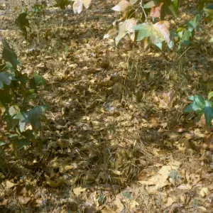 Platanus racemosa, Sycamore leaf litter