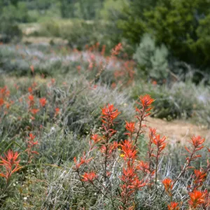 Castilleja jepsonii, Sespe