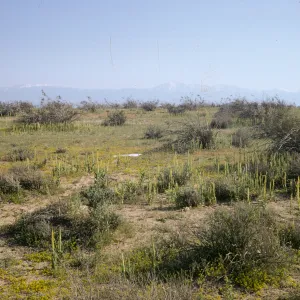 Caulanthus inflatus, Desert Candle near High Vista