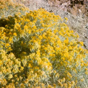 Chrysothamnus puberulus (Rabbit Bush)