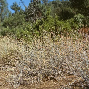 Eriogonum elongatum