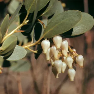 Arctostaphylos glauca