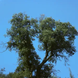 Quercus agrifolia (Coastal Live Oak)