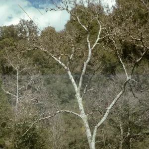 Platanus racemosa