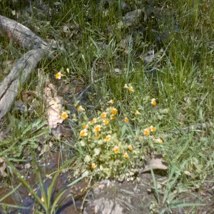 Mimulus