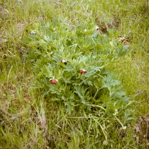 Paeonia californica