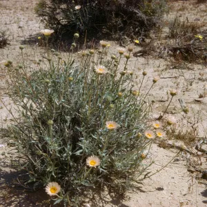 Macheranthera tortifolia, Desert Aster