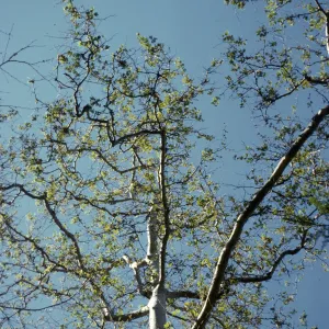 Platanus occidental