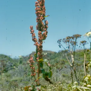 Rumex