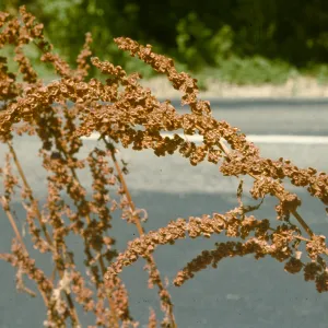 Rumex