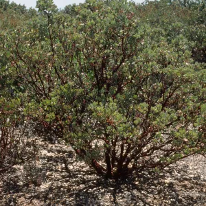 Arctostapyhlos obispoensis