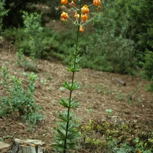 Lilium humboldtii