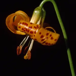 Lilium kelleyanum