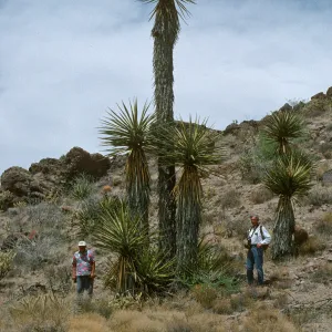 Yucca schidigera