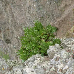 Stephanomeria blairii