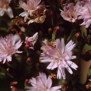 Stephanomeria blairii