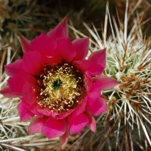 Echinocereus