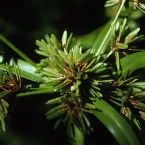Cyperus