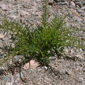 Datisca glomerata