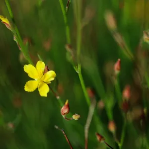 Helianthemum scoparium