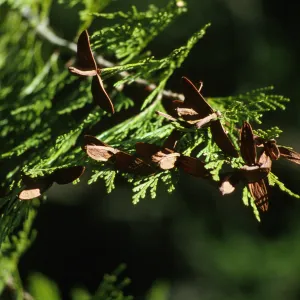 Calocedrus decurrens