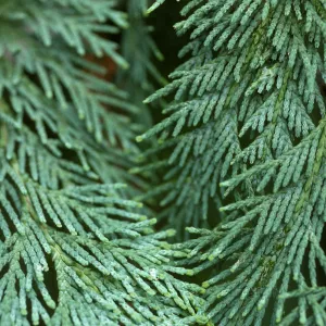 Chamaecyparis lawsoniana