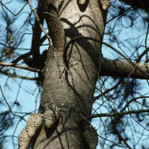 Pinus attenuata (Knobcone pine)